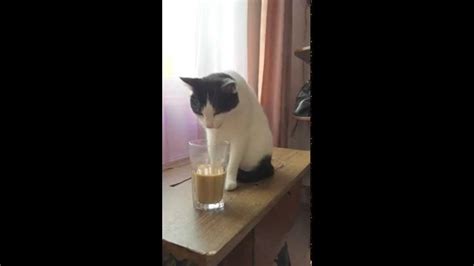Cat Drinking Coffee Youtube