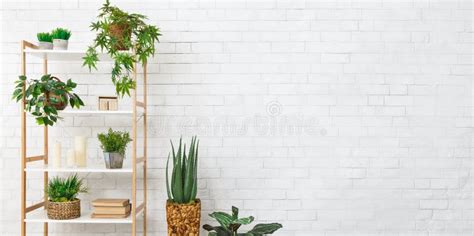 Bookcase With Various Plants Over White Wall Stock Image Image Of