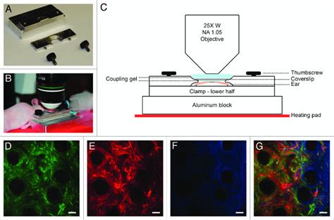 Immobilization Of The Mouse Ear For Intravital Imaging A Aluminum