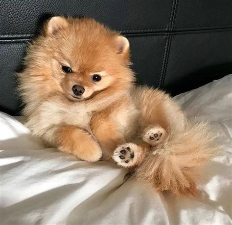 30 Facts About Pomeranians That You May Not Know Page 7 Of 7 Pupstoday