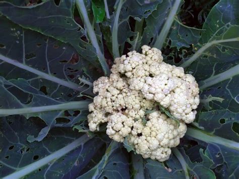 Problems With Cauliflower Heads Food Gardening Network