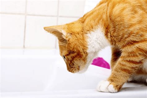 Czemu Koty Boją Się Ogórków - Czy i jak wykąpać kota? Kocia kąpiel bywa konieczna - Blog ZooArt.com.pl