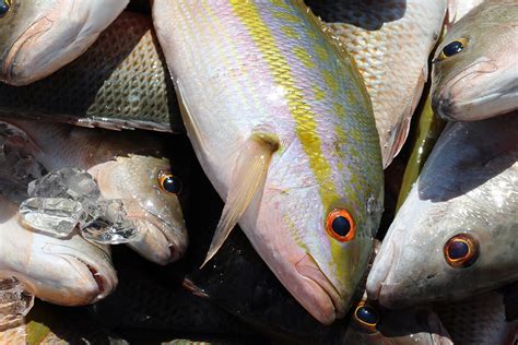 How To Fish For Yellowtail Snapper In The Florida Keys Florida Sportsman