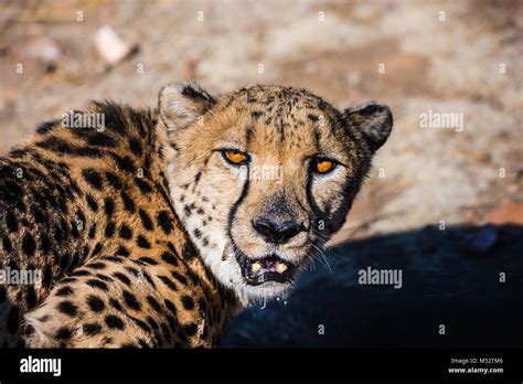 Portrait Of The Cheetah Stock Photo Alamy