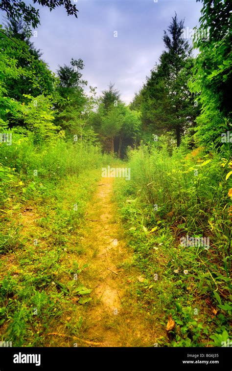 Footpath In The Forest Stock Photo Alamy