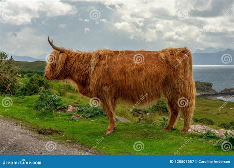 Scotland Highlands Cow Veterinaria Online