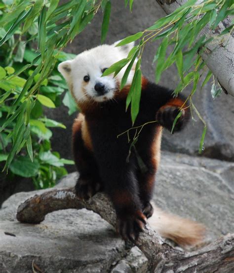 Red Panda 33 Red Panda Ailurus Fulgens At Smithsonian Na Flickr