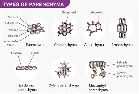 Parenchyma Cells Definition Structure Types Functions