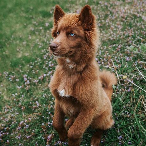 Huski chocolate is known as a delicious hot chocolate. I Have This Fully Brown Siberian Husky And He Is Very ...