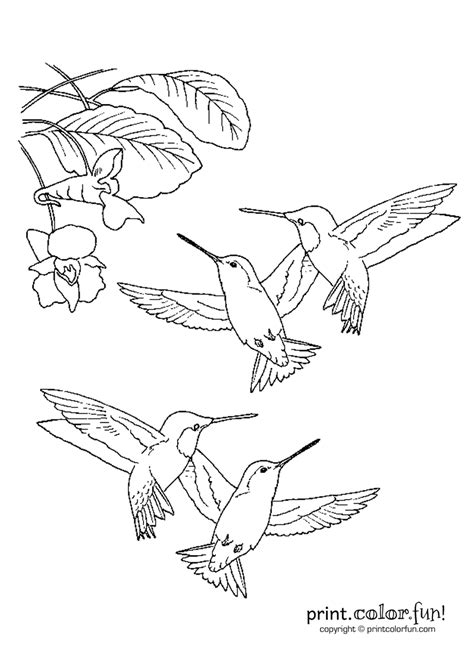 Hummingbird Coloring Page Home Design Ideas