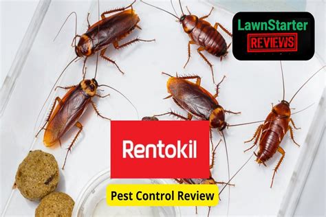 Rentokil Pest Control Review Lawnstarter