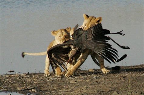 Lion Kill Eland Dam Nairobi National Park Your Africa Images Safaritalk