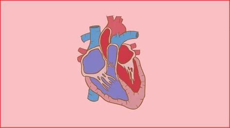Animated Film Reviews How The Human Heart Works Ted Ed