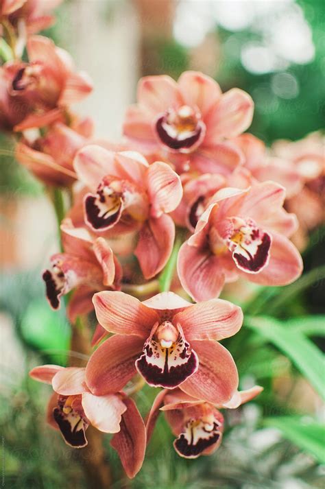 Orchids By Stocksy Contributor Chelsea Victoria Stocksy