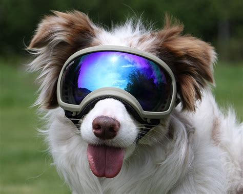 Check Your Size Rex Specs Dog Goggles Come In 6 Sizes X Large Large