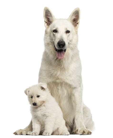 Well you're in luck, because here they come. Pastore svizzero bianco - Scheda razza su cani.it