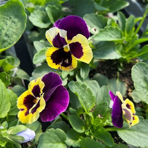 Pansy Yellow Purple Wing Multi Pack Coolings Garden Centre