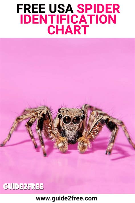 Free Usa Spider Identification Chart Guide2free Samples Spider