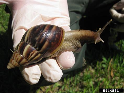Giant African Land Snail New York Invasive Species Information