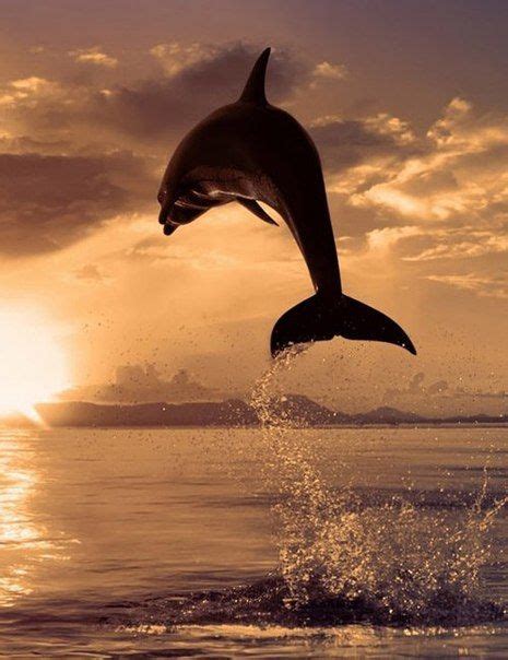 Dolphin Animals Beautiful Animals Wild Sea Animals