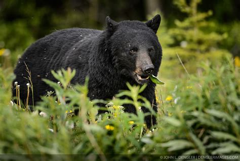 Black Bear Eating Dandelions 3 Kluane National Park And Preserve