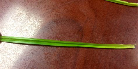 Hand & chemical weed control, bark mulch. What is Nutsedge? - DuVall Lawn Care