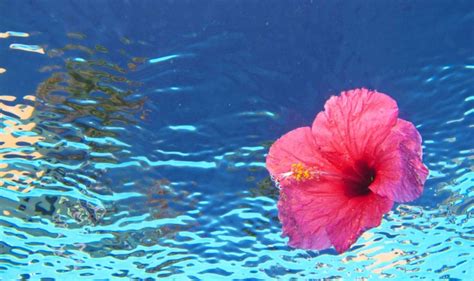Hawaiian Flowers Wallpapers Top Free Hawaiian Flowers Backgrounds