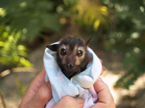 An Orphaned Spectacled Flying Fox Bat In Australia Fascinating Post