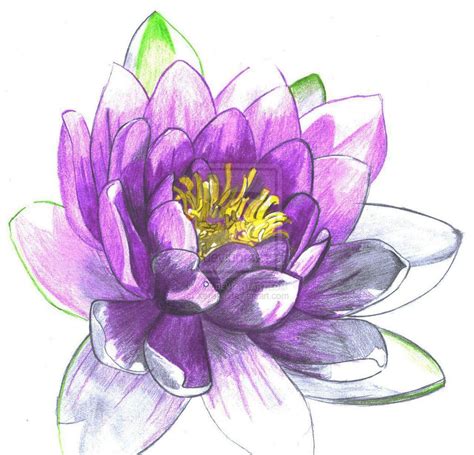 water lily tattoo drawing