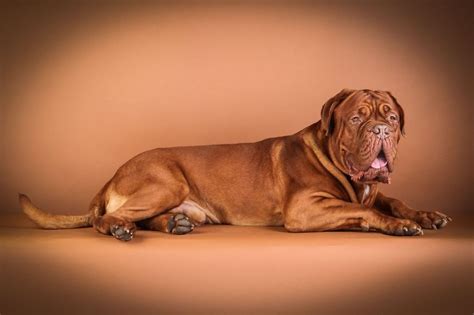 Beautiful And Amusing Dog Portraits By Rolf Flor — Visualflood Magazine