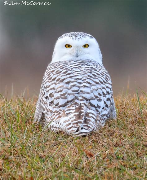 Ohio Birds And Biodiversity Snowy Owl Photography Tactics