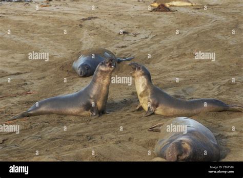 Elephant Seals Beached At San Simeon Known As Piedras Blancas Elephant