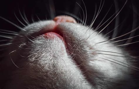 What Causes Black Spots On Cat S Lips