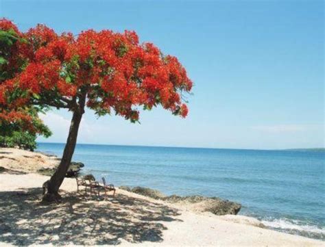 Flamboyant Tree Fast Blossom Cafe De Puerto Rico Landscape