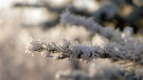 Wallpaper Frost Freezing Branch Winter Snow Close Up Morning