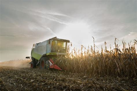 Combine Harvesting Crop Corn Stock Image Image Of Cornfield