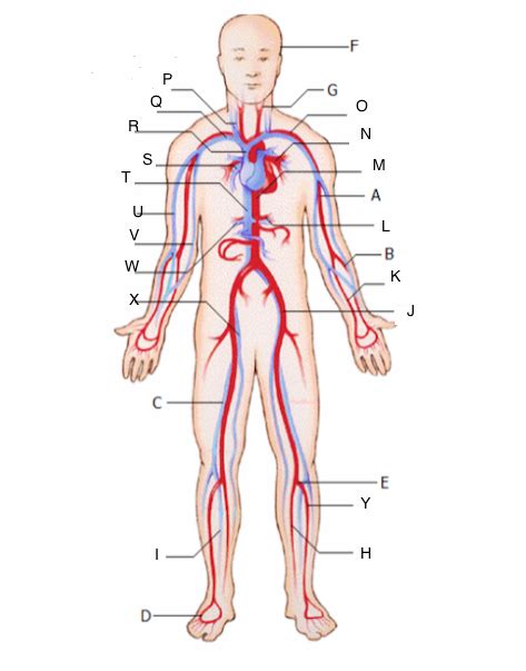Veinsartery Anatomy Superior 1 Diagram Quizlet