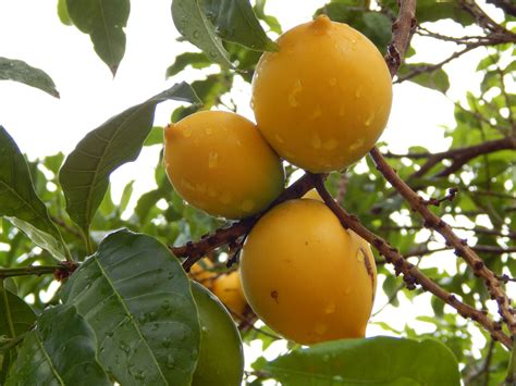 The fruit itself is not edible, as there is hardly any flesh or juice. Pictures of Various Tropical Fruits