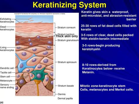 Ppt The Integumentary System Powerpoint Presentation Free Download