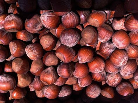 Oregon Hazelnut Industry Sidesteps Blight And Rebounds To A Promising