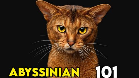 Abyssinian Cat 101 Everything You Need To Know Youtube