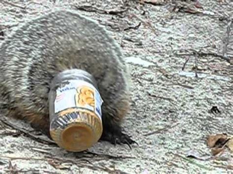 It could be purchased for 750 robux and was shortly taken offsale, only 3,066 in quantity were sold before it did. Ground hog with peanut butter jar stuck on it's head - YouTube