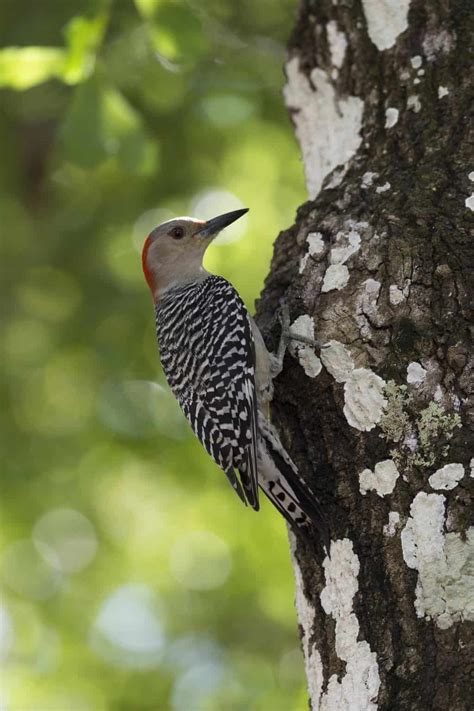 Woodpeckers In Michigan 8 Species You Cant Miss