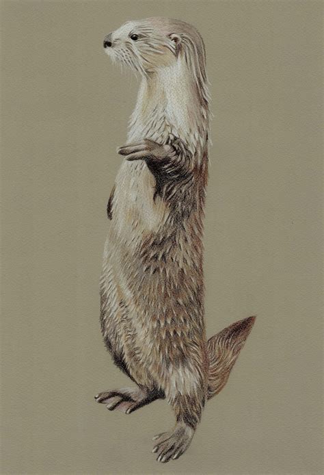 Otter Standing Otter European Otter Colour Pencil Pencil Etsy