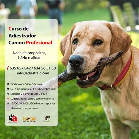 Curso De Adiestrador Canino Profesional Cursos De Adiestramiento Online