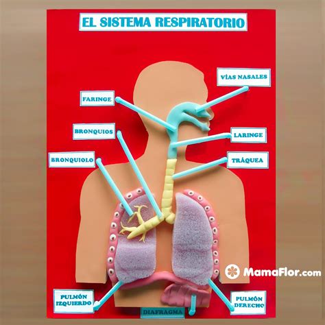 Maquetas Del Sistema Respiratorio Diy Artofit