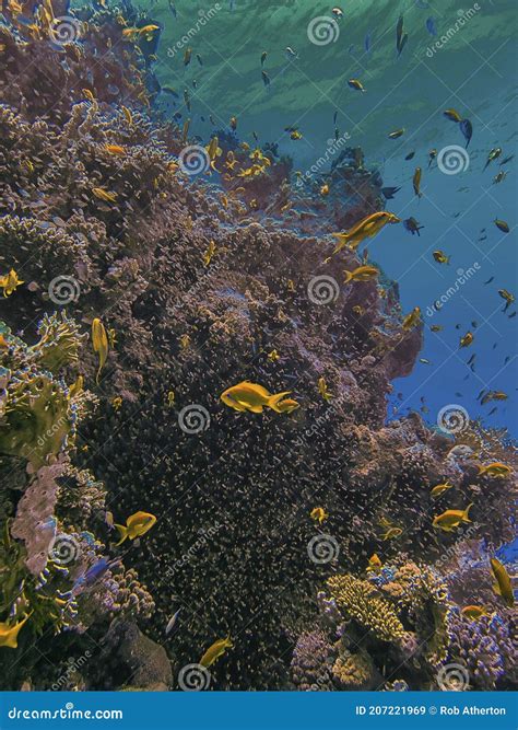 Coral Reefs In The Red Sea Stock Image Image Of Blue 207221969