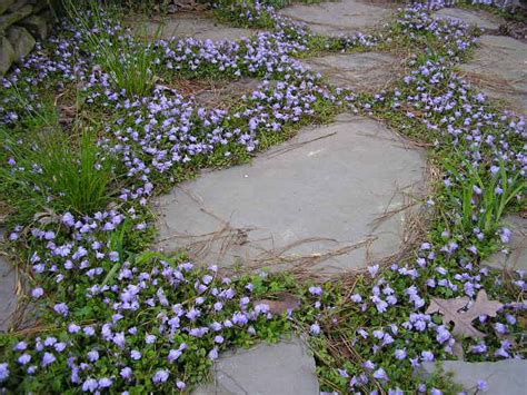 Mazus Reptans Makes A Grand Carpet Between Flagstones Purple Garden