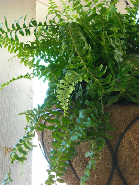See more ideas about boston ferns, ferns, indoor plants. Boston Fern Care: How To Take Care Of A Boston Fern