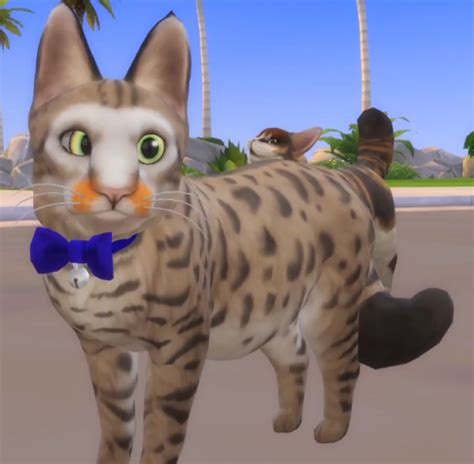 Graystillplays Sims 4 Spleens The Cat Sims Meme Tumblr